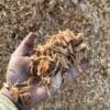 Playground Chips - Yard
